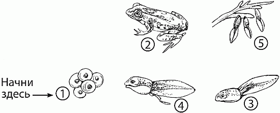 Установите последовательность развития лягушки