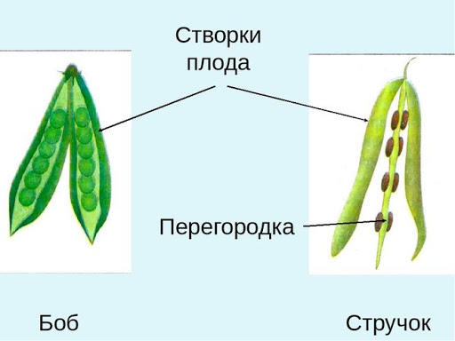 Синица